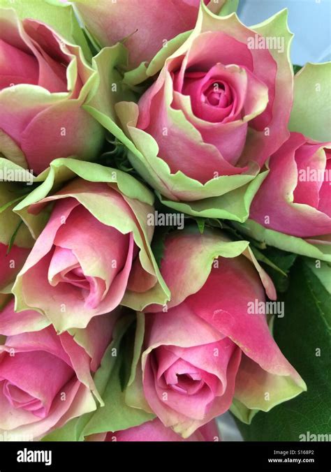 Pink and green roses Stock Photo - Alamy