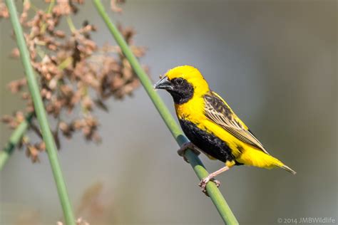 Yellow-crowned Bishop | San Joaquin Wildlife Sanctuary Along… | Flickr