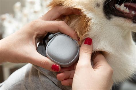 A Gadget for Keeping Tabs on your Pet - Samsung US Newsroom