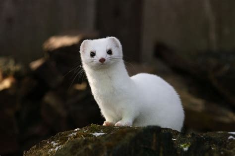 A stoat Mustela erminea in winter-white coat - Photorator