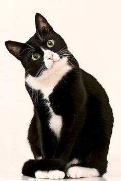 Love Tuxedo Cats & Black And White Cats on Pinterest