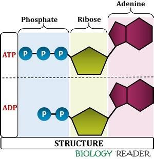 Difference Between ATP and ADP (with Comparison Chart) - Biology Reader