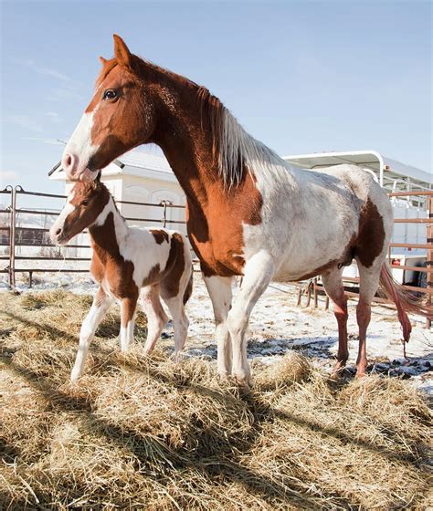 Newly Born Foal With Mother Horse Photograph by Mike Kemp Images - Fine Art America