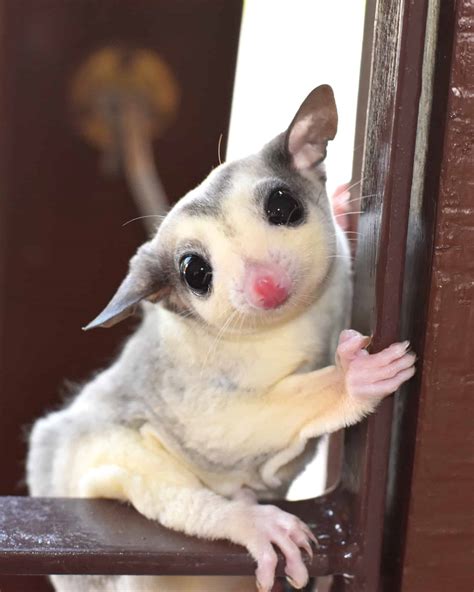 20+ Sugar Glider Colors and Patterns Explained (With Pictures)