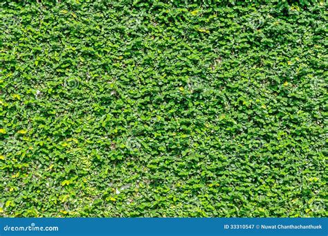 Creeper Climbing on the Wall Stock Image - Image of background, park: 33310547