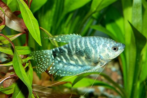 13 Popular & Beautiful Types of Gourami (Species Guide)