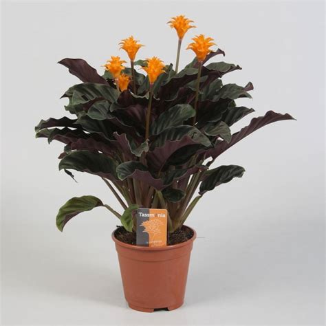 Rare Calathea Seeds, Air Freshening Plants, 100pcs/pack – GreenSeedGarden