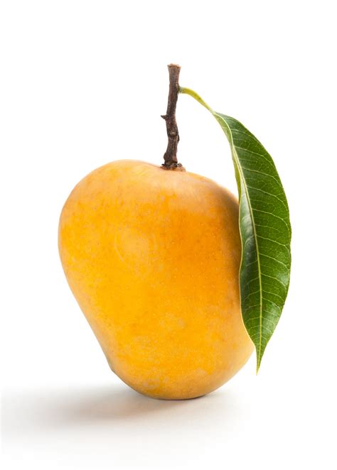 Alphonso Mango | Grafted Fruit Tree | Sow Exotic