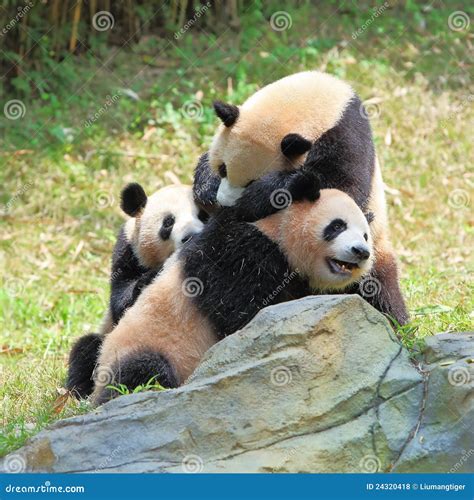 Three Giant Pandas Playing Royalty Free Stock Photos - Image: 24320418