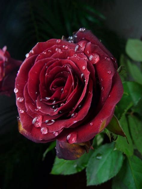 Water Droplets Rose Stock 1 by Melyssah6-Stock on DeviantArt Beautiful ...