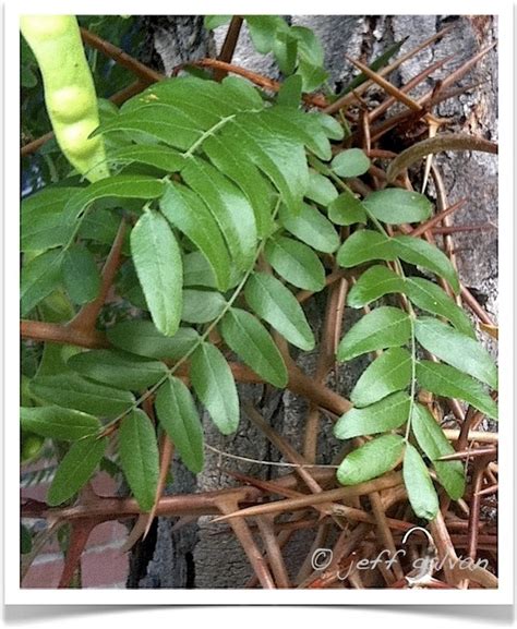 Honeylocust Leaves | Boulder Tree Care - Pruning & Tree Removal Services