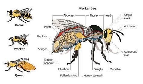 Honey Bee Anatomy - thank you for this great pic. If you enjoy these, you will love our Blog ...