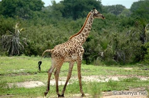 Giraffidae - Alchetron, The Free Social Encyclopedia