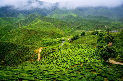 Discovering Tea in Darjeeling, India