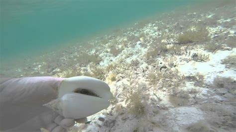 Snorkeling In Cayo Coco, Cuba - YouTube