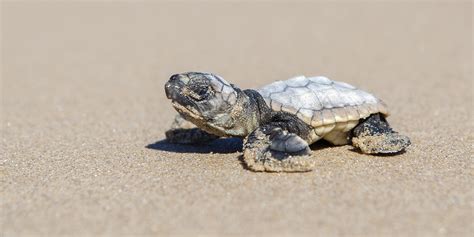 Endangered loggerhead turtles hatch at Tyagarah – Echonetdaily