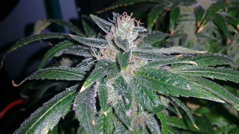 Ready-To-Harvest Cannabis Picture Gallery | Grow Weed Easy