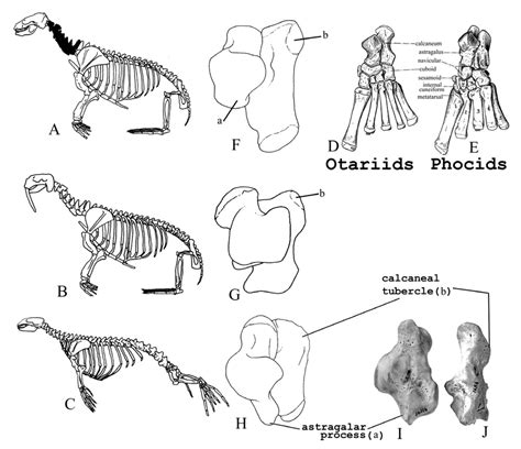 Left lateral view of generalized skeleton of representative pinnipeds:... | Download Scientific ...