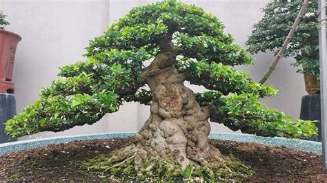 Top 20 cây cảnh bonsai đẹp nhất Việt Nam, cực hợp phong thủy