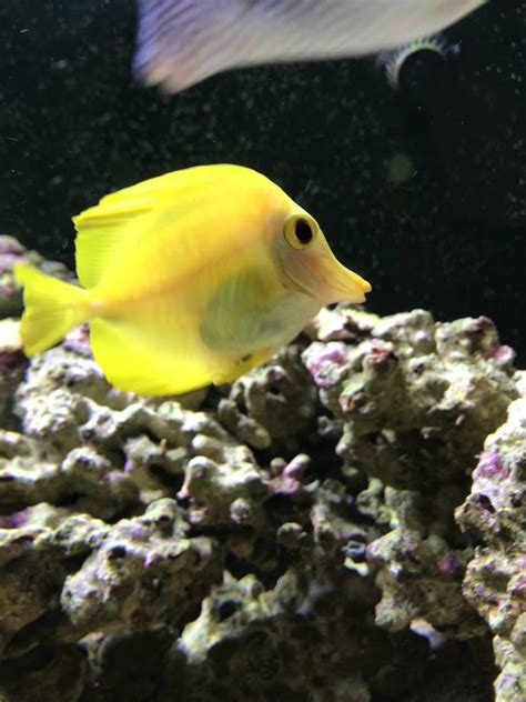 Yellow tang weight issue | REEF2REEF Saltwater and Reef Aquarium Forum