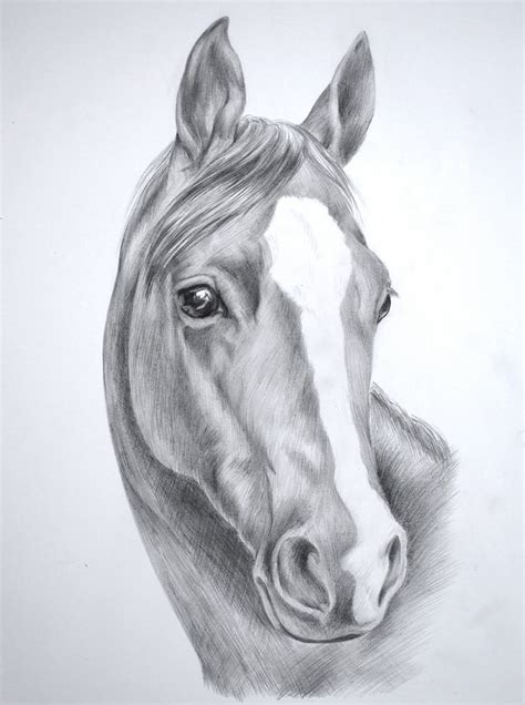 HD Animals Wallpapers: Horse Head Drawings