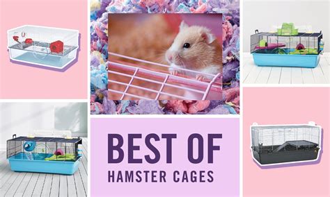 Best Hamster Cages of 2022 According to Pet Parents Like You | BeChewy