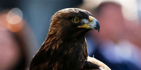 Auburn's War Eagle Mascot May Be Facing Heart Failure