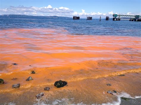 Seen in Edmonds: Red tide on the waterfront - My Edmonds News