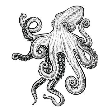 Octopus Vector Clip Art