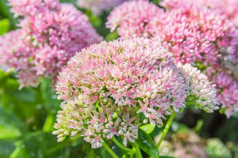 Sedum (Stonecrop): Dazzling Drought-Tolerant Beauties