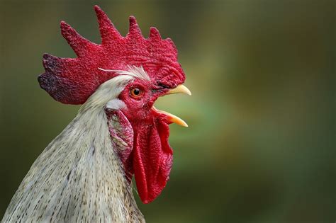 20,000+ Free Funny Chicken & Chicken Images - Pixabay