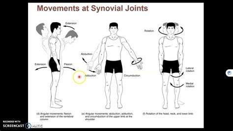 Chapter 9D - Synovial Joints - Movements - YouTube