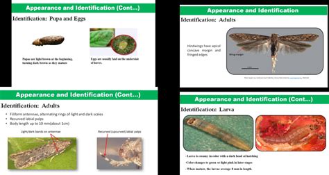 Tomato leaf miner – Pests of Bhutan