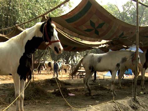 Sonepur Cattle Fair – Asia's Largest Cattle Fair - Nativeplanet