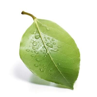 Page 2 | Green Pear Stock Photos, Images and Backgrounds for Free Download