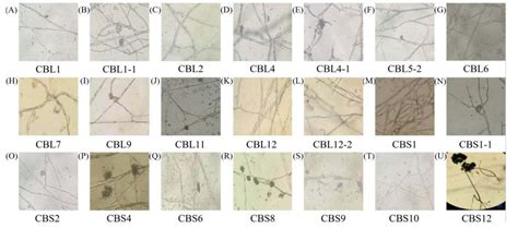 Isolation and Identification of Endophytic Fungi - Lifeasible