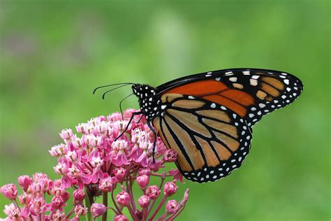 Monarch Butterfly on a Swamp Milkweed | Swamp milkweed, Milkweed, Monarch butterfly