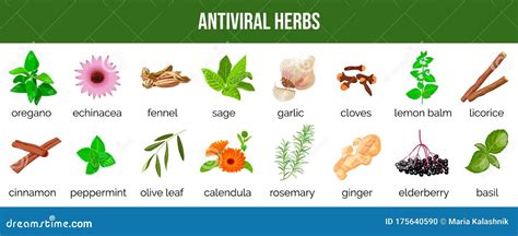 Set of Antiviral Herbs..food Sources, Natural Herbs and Spices To ...