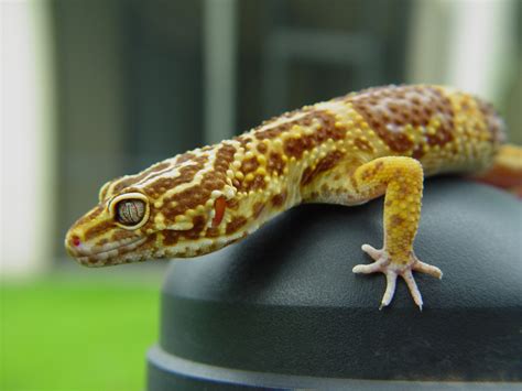 Free leopard gecko 4 Stock Photo - FreeImages.com