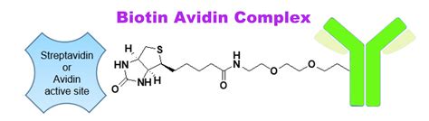 Biotin and its Application in Molecular Biology