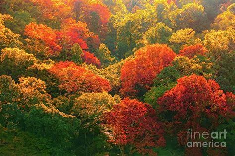 Sea of Trees In Autumn, Japan Photograph by Jenn Wong - Fine Art America