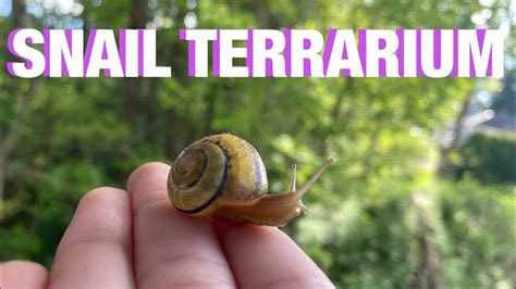 How to Make a Snail Terrarium at Home - YouTube