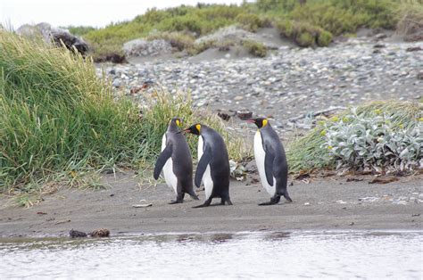 King Penguins, Punta Arenas, Chile | Punta Arenas Chile Punt… | Flickr