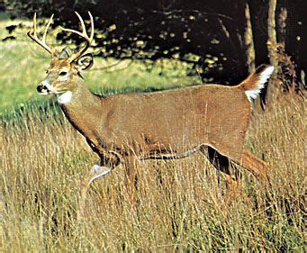 White-tailed deer | Habitat, Diet & Adaptations | Britannica