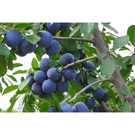 Online Orchards 3 ft. Italian Semi Dwarf Plum Tree with Excellent Fresh Eating Purple Fruit ...