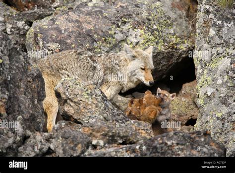 Coyote den hi-res stock photography and images - Alamy