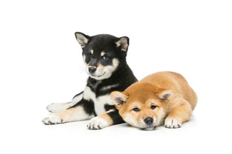 Shiba Inu Colors | Our Fit Pets