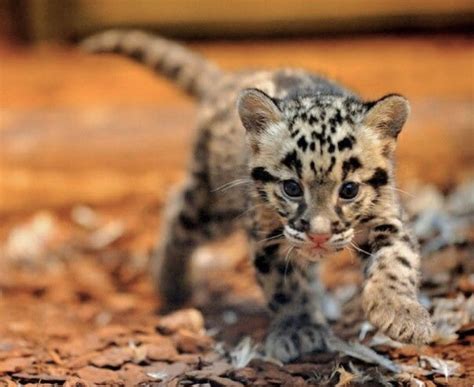 Adorable tiny clouded leopard cub. | Animales recién nacidos, Animales bonitos, Animales exóticos