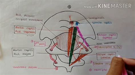 Suboccipital triangle-1/2 - YouTube