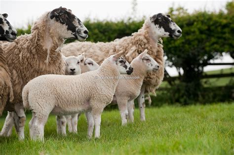 Hutchinson Photography - Images of Agriculture and Rural Life | Mule ...